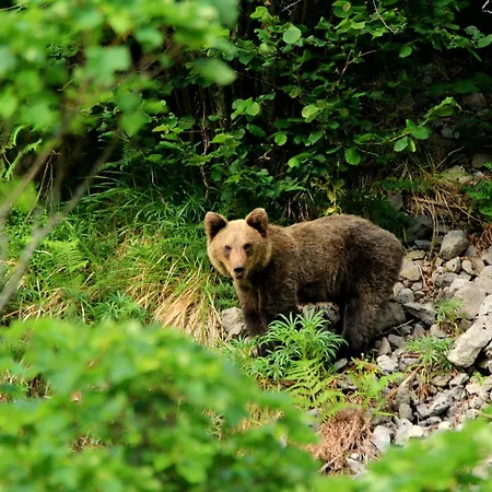 La Vega De Somiedo 1 Apartamento Aguino (Somiedo)