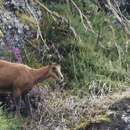 公寓 La Vega De Somiedo 1 *