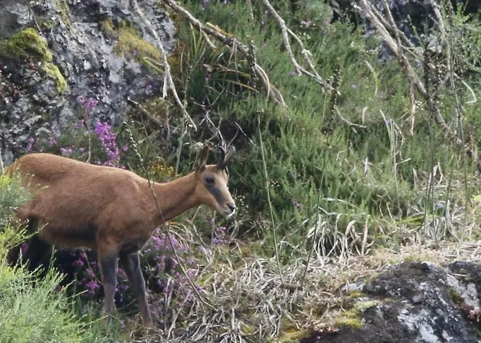 Daire La Vega De Somiedo 1 *